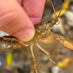 Side View of a Crayfish