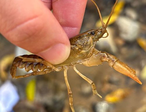 Life In Thompson Creek: Crayfish Species Study