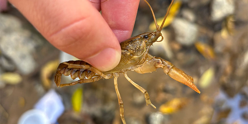 Side View of a Crayfish