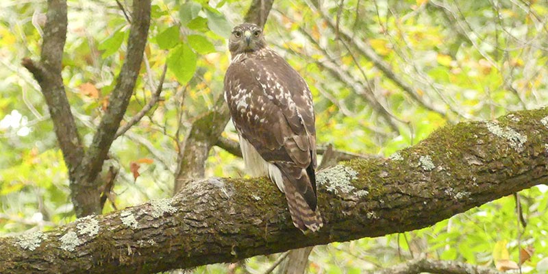 Redtailed Hawk