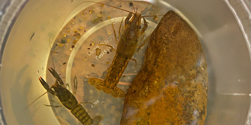 Both Crayfish Species