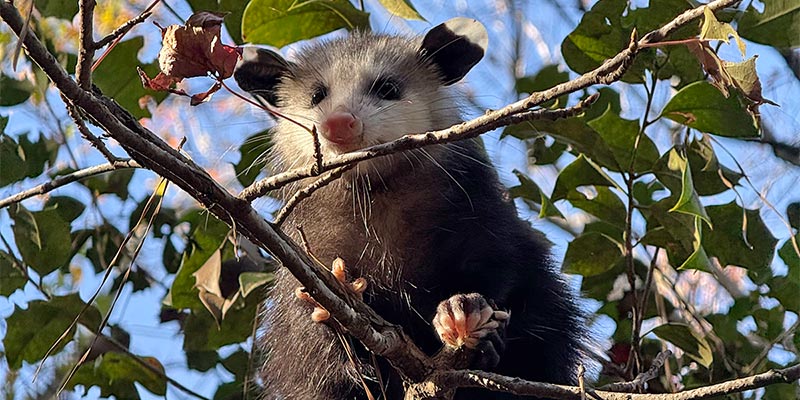 Opossum