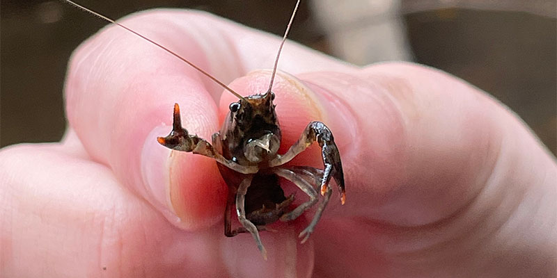 Crayfish Waving