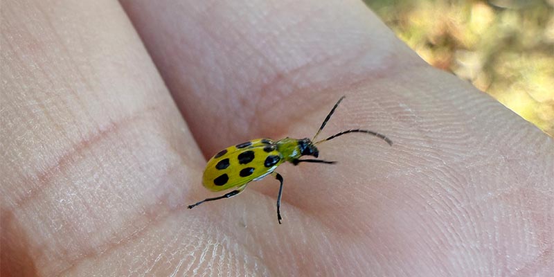 Cucumber Beetle