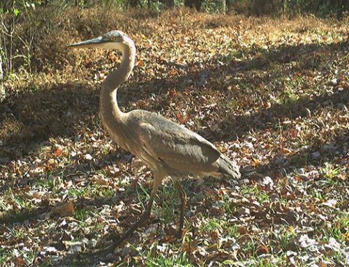 November 2025 Game Camera Study