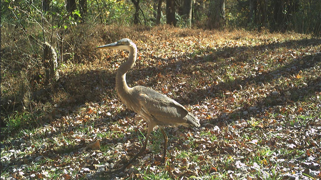 Blue Heron Blue Heron