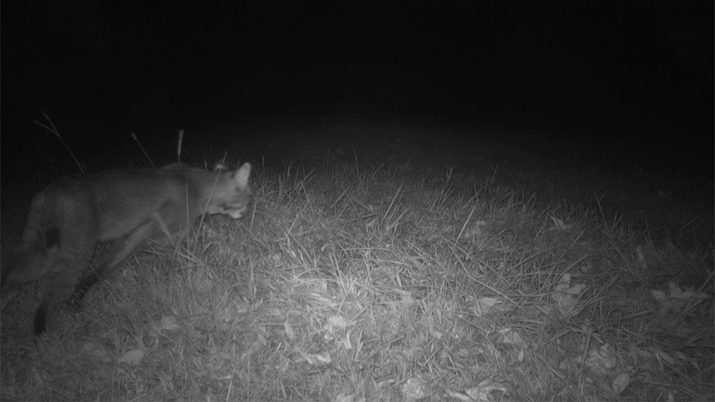 Bobcat Pounce Bobcat Pounce