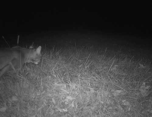 October 2025 Game Camera Study