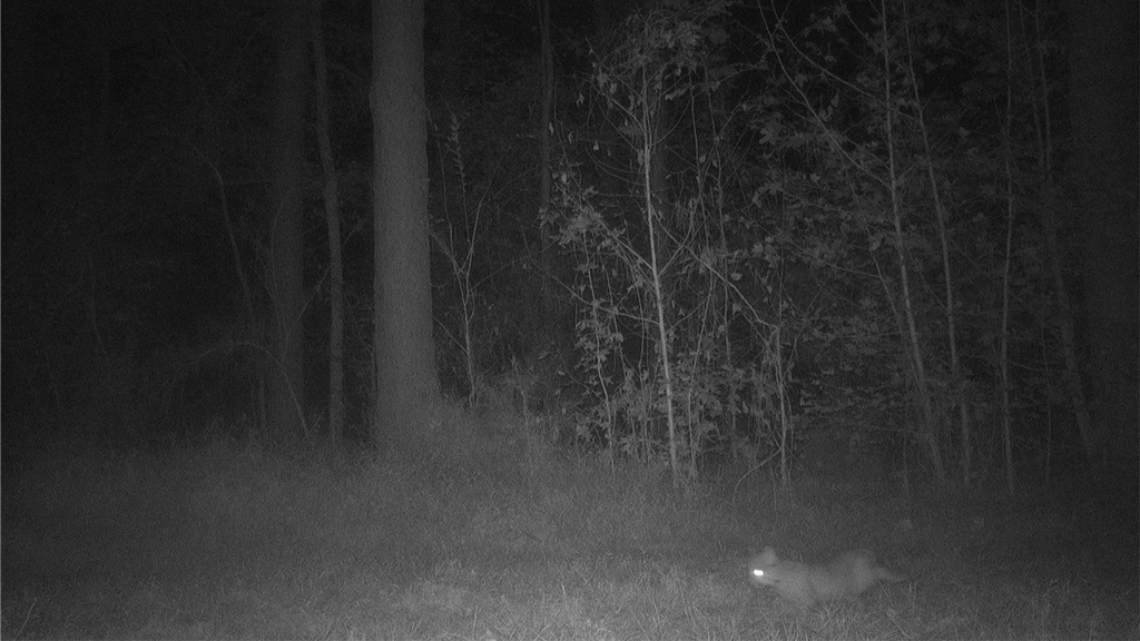 Bobcat Roaming About Bobcat Roaming About