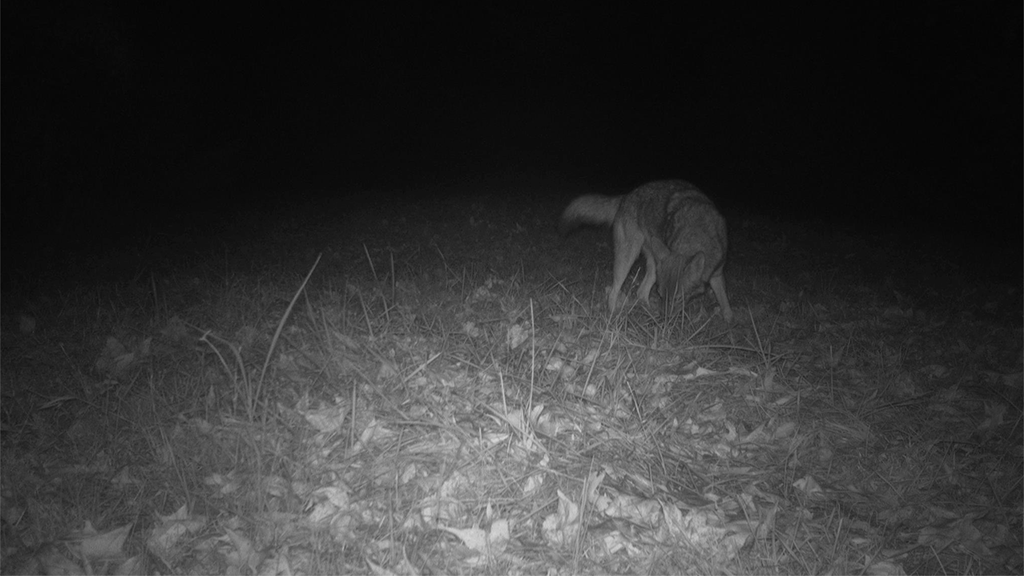 Coyote Roll Coyote Roll