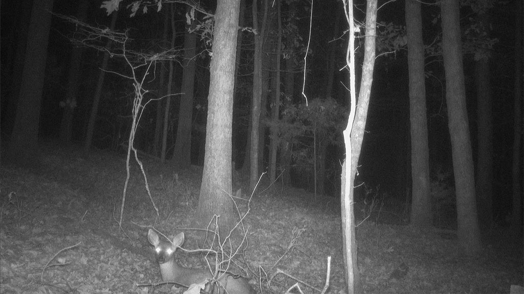 Deer Resting Deer Resting