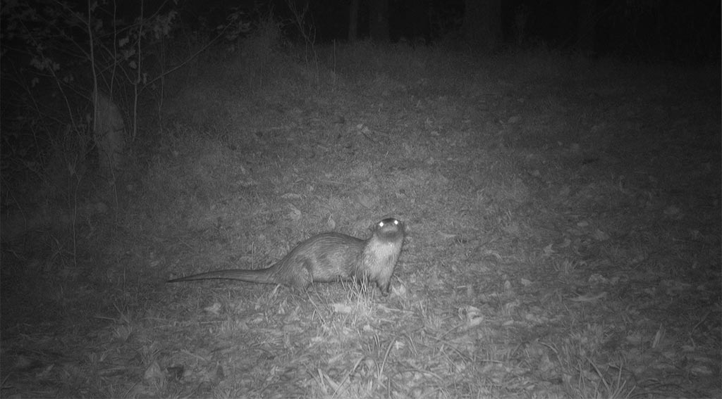 Game Camera Study Game Camera Study