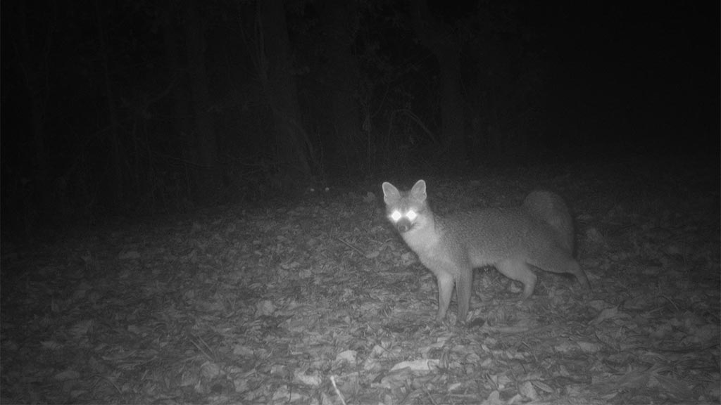 Game Camera Study Game Camera Study