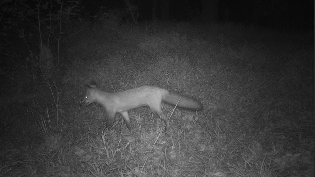 Game Camera Study Game Camera Study