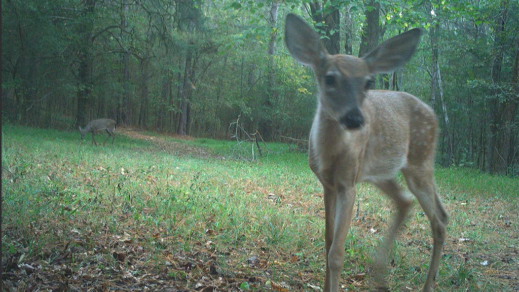 Game Camera Study Game Camera Study