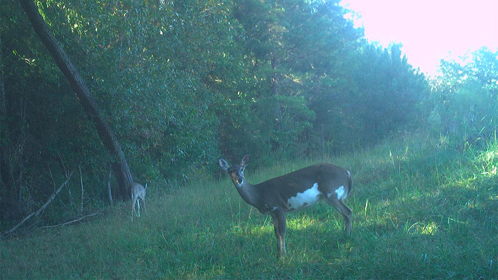 Game Camera Study Game Camera Study