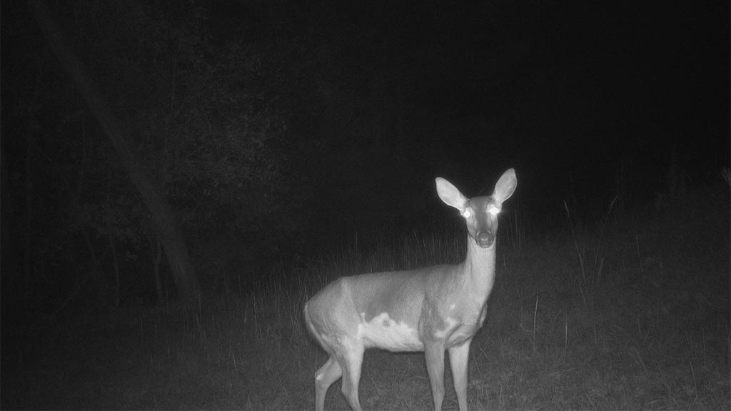 Game Camera Study Game Camera Study