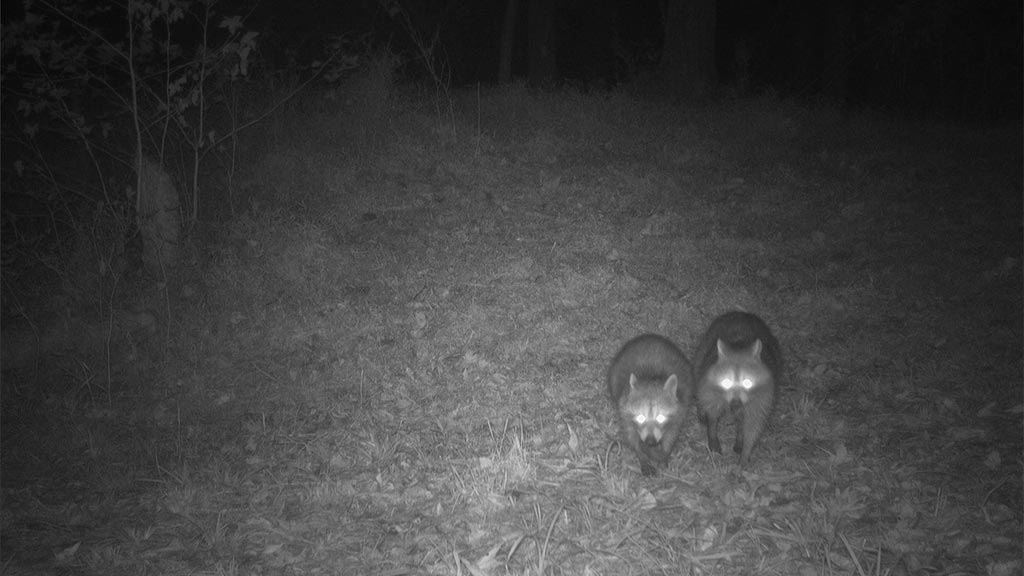 Game Camera Study Racons Game Camera Study Racons