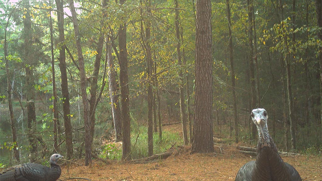Game Camera Study – Turkeys Game Camera Study - Turkeys