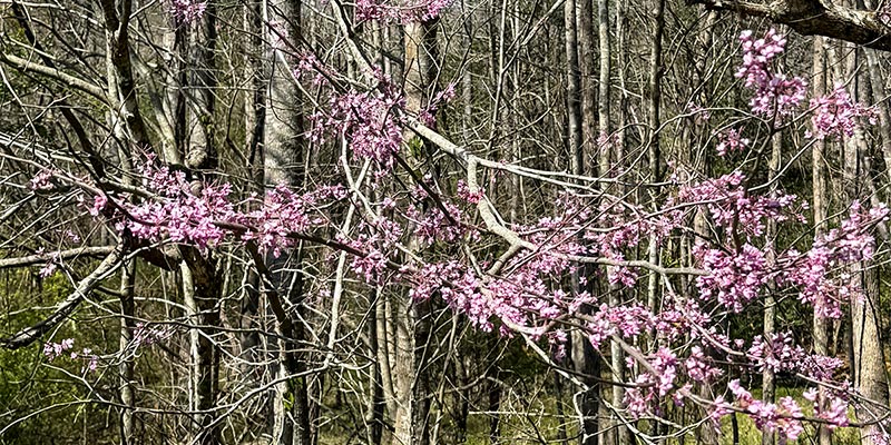 Red Bud