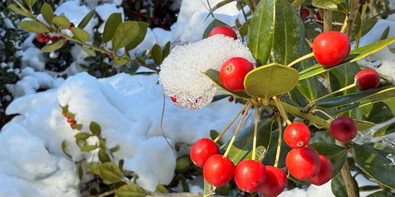 Snow Berries