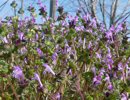 Invasive Plant Report – A Place for Everything