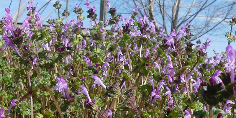 Invasive Plant Report - A Place for Everything