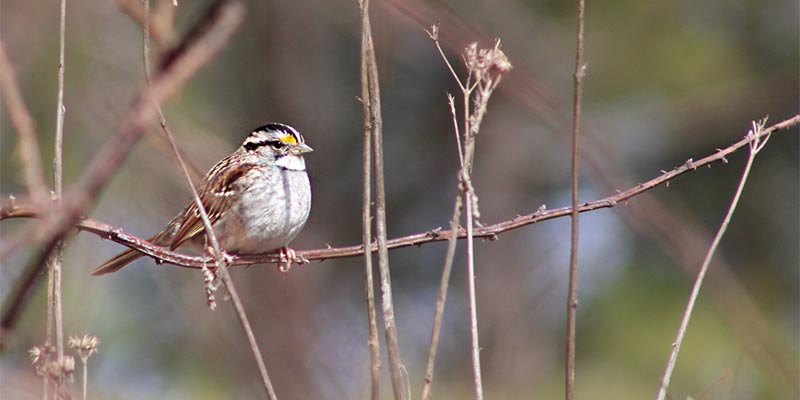 White Throated Sparrow.