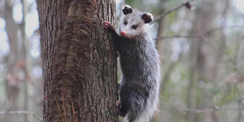 Opossum