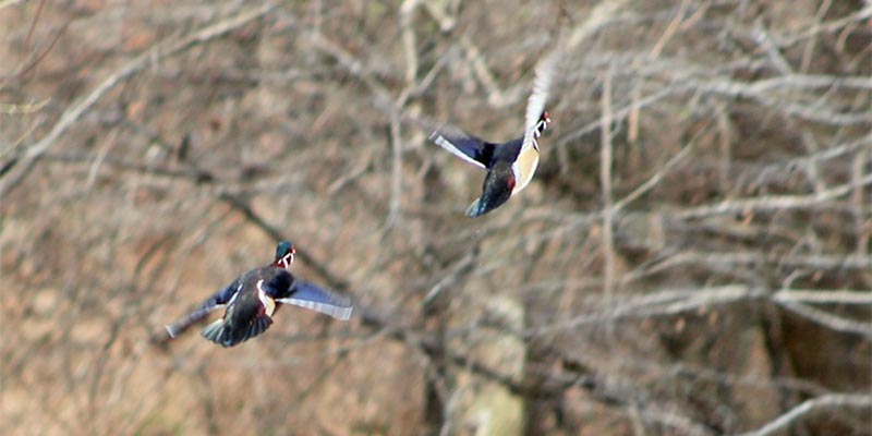 Wood Ducks