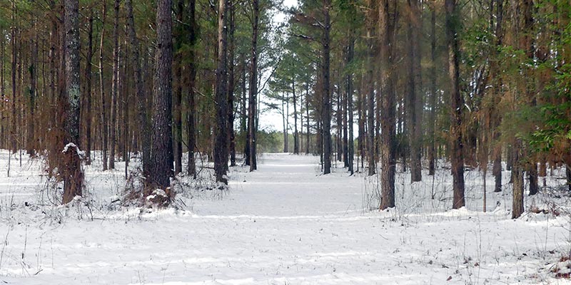 Snow in a Pine Stand