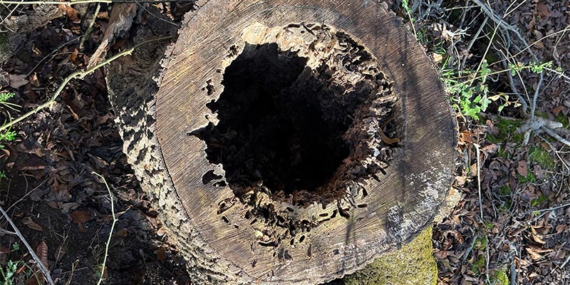 A tree stump on the property.