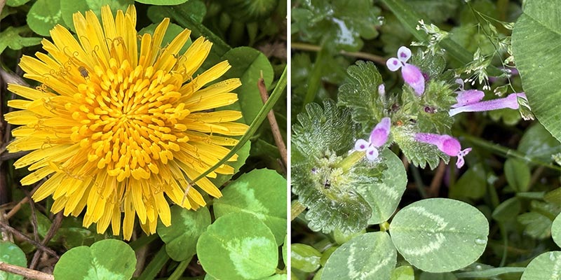Common Dandelion with White Clover, Henbit Deadnettle with White Clover.