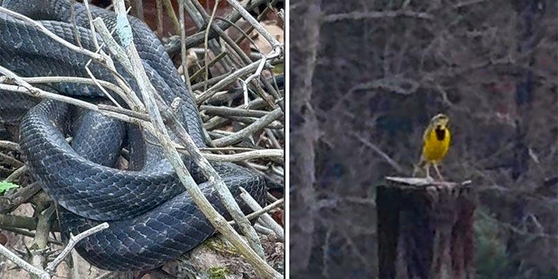 02-ratsnake-&-Meadowlark Snake Meadowlark