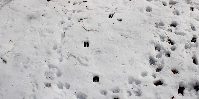 Tracks in the Snow