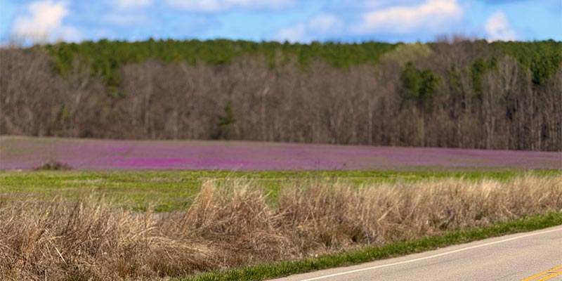 Field of Deadnettle in bloom.