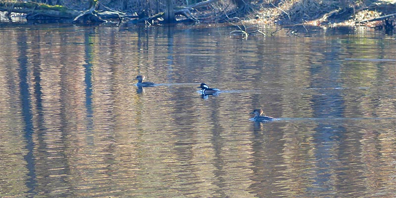 Hooded Mergansers
