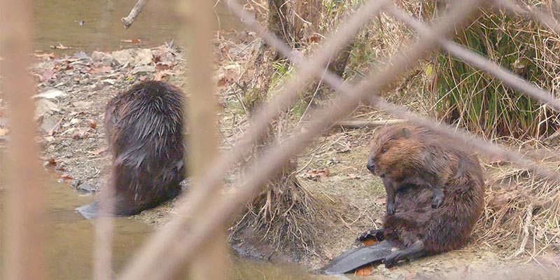 Beavers at Work