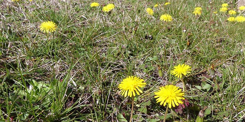 Dandelions flowering in early spring.