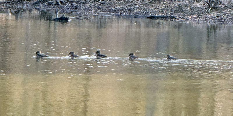 Ducks Mergansers