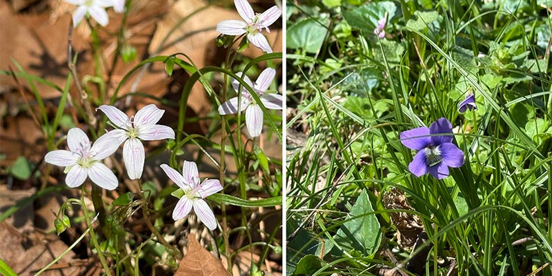 04-springbeauty&violets Spring Beauty and Violets