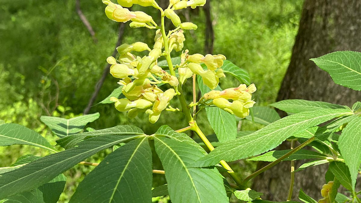 05-Buckeye Painted Buckeye (Aesculus sylvatica)