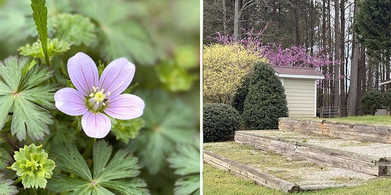 Carolina Crane’s-bill, Landscaping that could use native ground cover.
