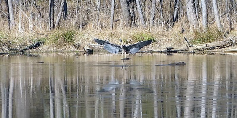 Heron Landing