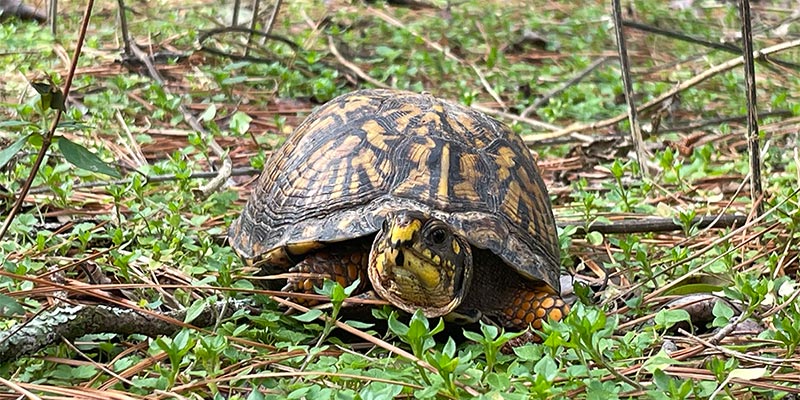 Box Turtle