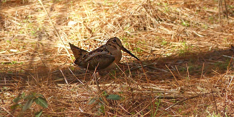 Woodcock