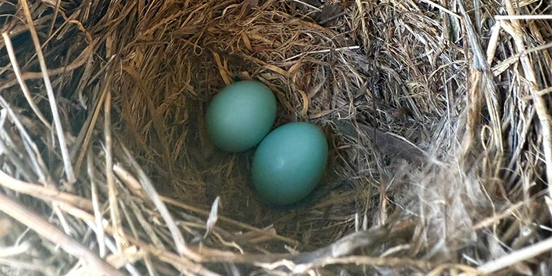 06-blue-bird-eggs Blue Bird Eggs