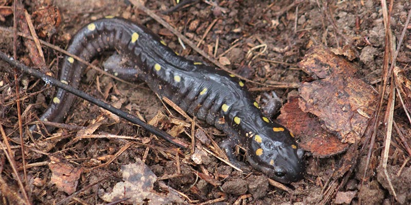 A salamander.
