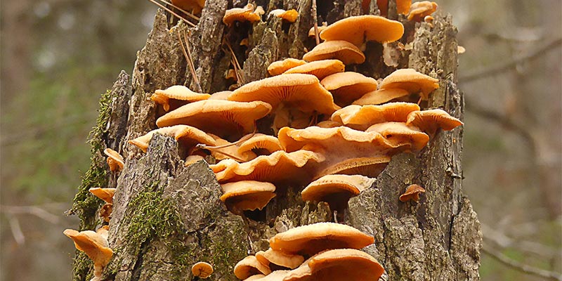 Oyster Mushrooms