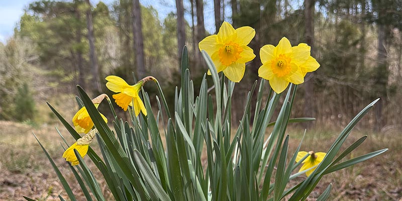 Daffodils